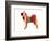 Husky-NaxArt-Framed Art Print