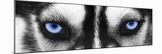 Husky-PhotoINC Studio-Mounted Art Print