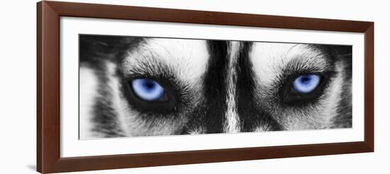 Husky-PhotoINC Studio-Framed Art Print