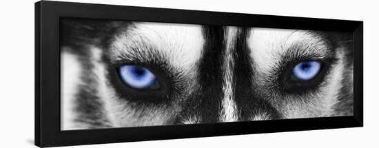 Husky-PhotoINC Studio-Framed Art Print