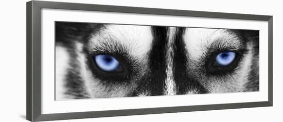 Husky-PhotoINC Studio-Framed Art Print