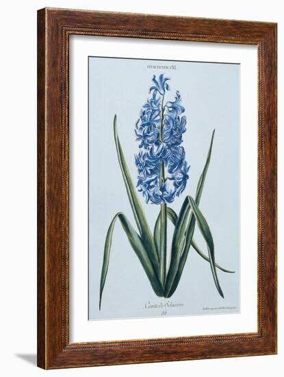 Hyacinth, 1771 (Engraving)-Georg Dionysius Ehret-Framed Giclee Print