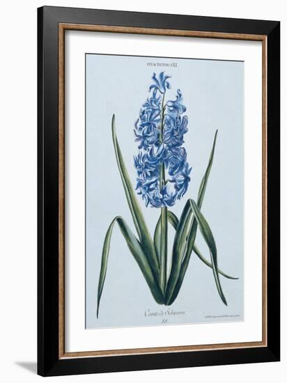 Hyacinth, 1771 (Engraving)-Georg Dionysius Ehret-Framed Giclee Print