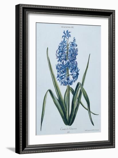 Hyacinth, 1771 (Engraving)-Georg Dionysius Ehret-Framed Giclee Print