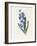 Hyacinth, 1826-Louise D'Orleans-Framed Giclee Print