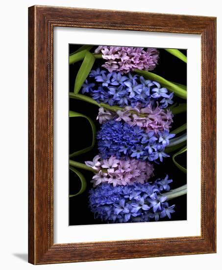 Hyacinth 2-Magda Indigo-Framed Photographic Print