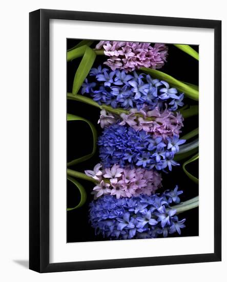Hyacinth 2-Magda Indigo-Framed Photographic Print