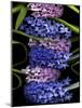 Hyacinth 2-Magda Indigo-Mounted Photographic Print