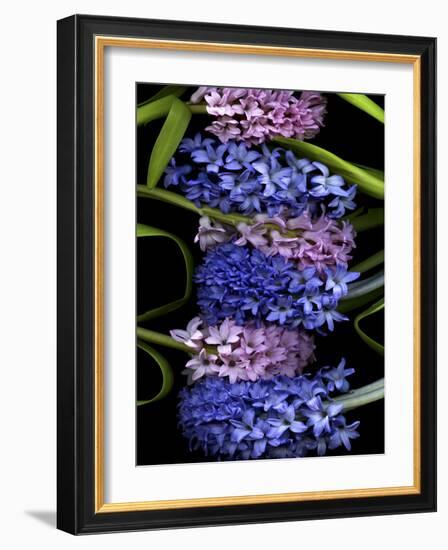 Hyacinth 2-Magda Indigo-Framed Photographic Print