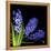 Hyacinth 3-Magda Indigo-Framed Stretched Canvas