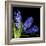 Hyacinth 3-Magda Indigo-Framed Photographic Print