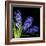 Hyacinth 3-Magda Indigo-Framed Photographic Print