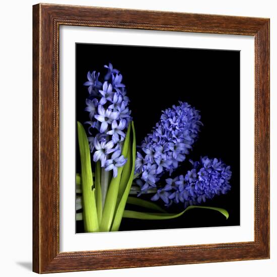 Hyacinth 3-Magda Indigo-Framed Photographic Print