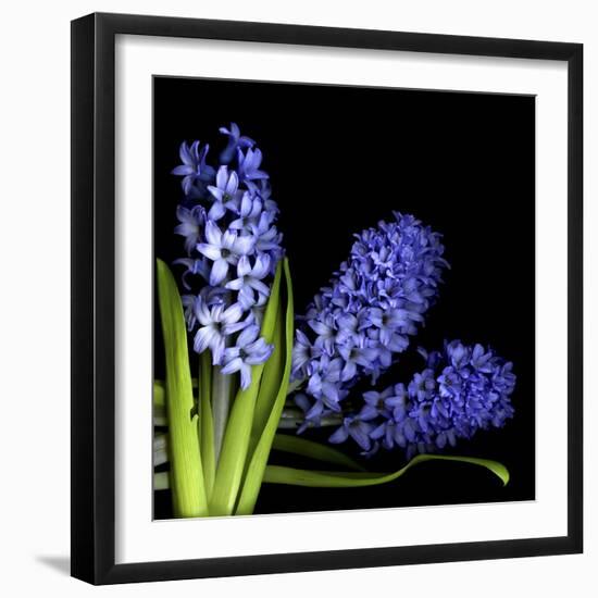 Hyacinth 3-Magda Indigo-Framed Photographic Print