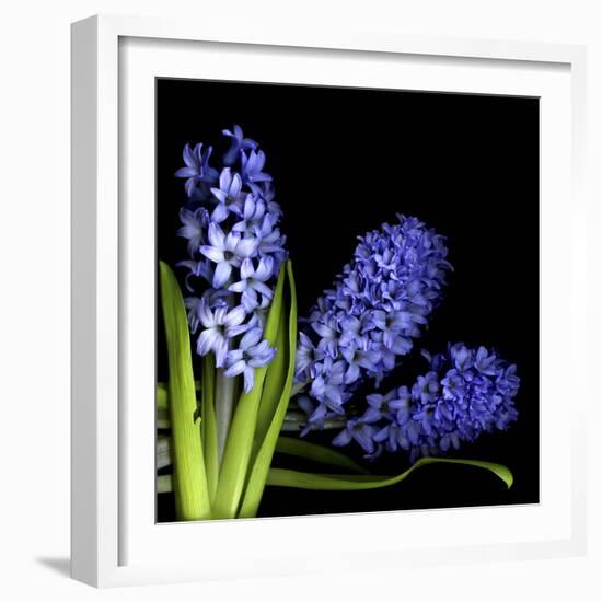 Hyacinth 3-Magda Indigo-Framed Photographic Print