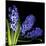 Hyacinth 3-Magda Indigo-Mounted Photographic Print
