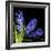 Hyacinth 3-Magda Indigo-Framed Photographic Print