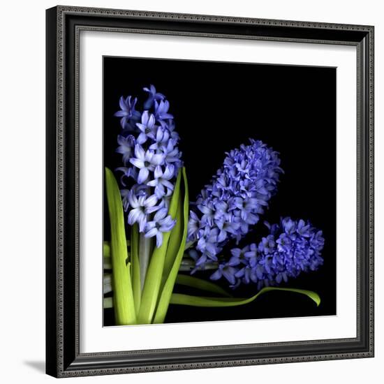 Hyacinth 3-Magda Indigo-Framed Photographic Print