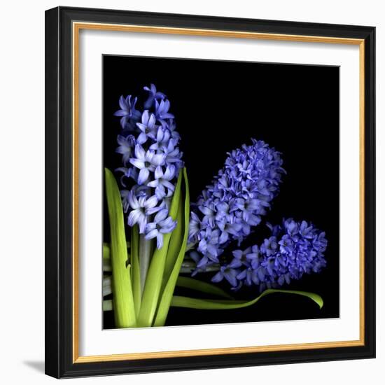 Hyacinth 3-Magda Indigo-Framed Photographic Print