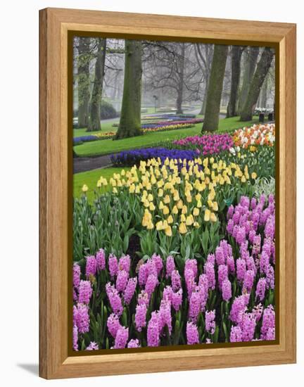 Hyacinth and tulip flowers, Keukenhof Gardens, Lisse, Netherlands-Adam Jones-Framed Premier Image Canvas