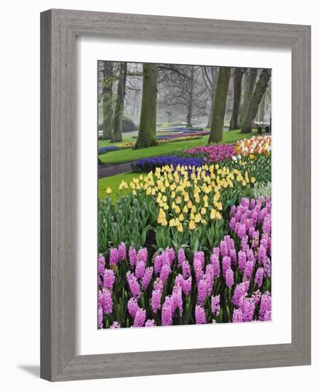 Hyacinth and tulip flowers, Keukenhof Gardens, Lisse, Netherlands-Adam Jones-Framed Photographic Print