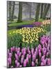 Hyacinth and tulip flowers, Keukenhof Gardens, Lisse, Netherlands-Adam Jones-Mounted Photographic Print