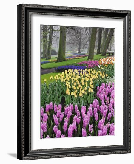 Hyacinth and tulip flowers, Keukenhof Gardens, Lisse, Netherlands-Adam Jones-Framed Photographic Print