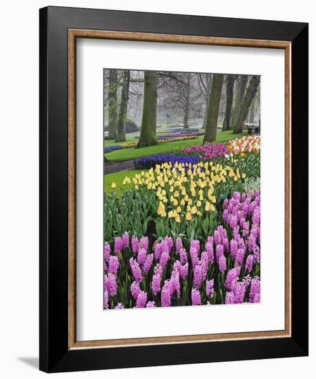 Hyacinth and tulip flowers, Keukenhof Gardens, Lisse, Netherlands-Adam Jones-Framed Photographic Print