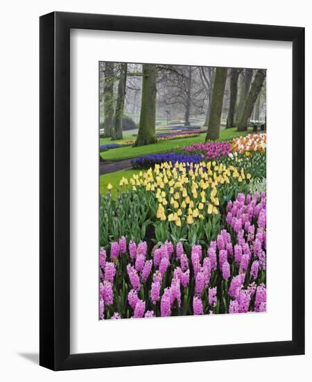 Hyacinth and tulip flowers, Keukenhof Gardens, Lisse, Netherlands-Adam Jones-Framed Photographic Print