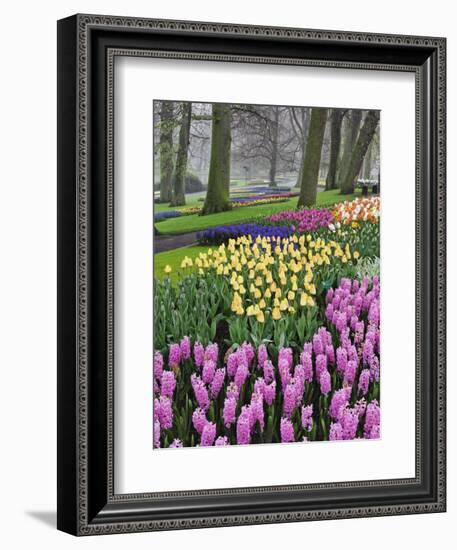 Hyacinth and tulip flowers, Keukenhof Gardens, Lisse, Netherlands-Adam Jones-Framed Photographic Print