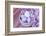 Hyacinth Blossoms and Easter Eggs-Andrea Haase-Framed Photographic Print