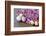 Hyacinth Blossoms and Easter Eggs-Andrea Haase-Framed Photographic Print