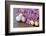 Hyacinth Blossoms and Easter Eggs-Andrea Haase-Framed Photographic Print