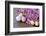 Hyacinth Blossoms and Easter Eggs-Andrea Haase-Framed Photographic Print