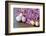 Hyacinth Blossoms and Easter Eggs-Andrea Haase-Framed Photographic Print