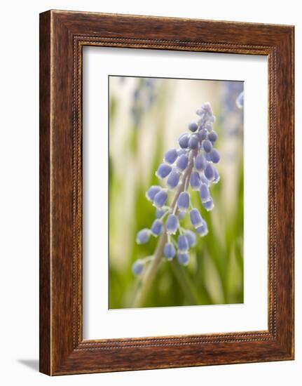 Hyacinth, Blossoms, Blur-Nikky Maier-Framed Photographic Print