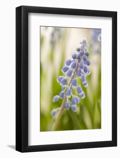 Hyacinth, Blossoms, Blur-Nikky Maier-Framed Photographic Print