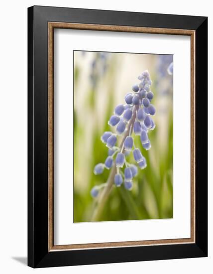 Hyacinth, Blossoms, Blur-Nikky Maier-Framed Photographic Print