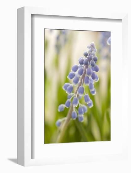 Hyacinth, Blossoms, Blur-Nikky Maier-Framed Photographic Print