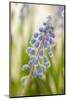 Hyacinth, Blossoms, Blur-Nikky Maier-Mounted Photographic Print