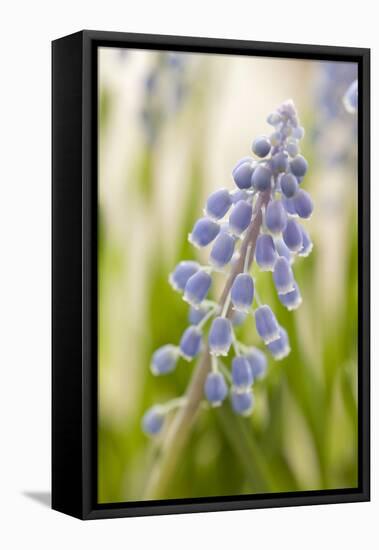 Hyacinth, Blossoms, Blur-Nikky Maier-Framed Premier Image Canvas