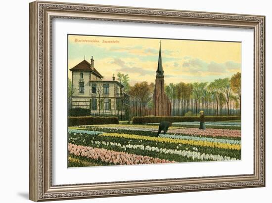 Hyacinth Fields, Sassenheim, Holland-null-Framed Art Print