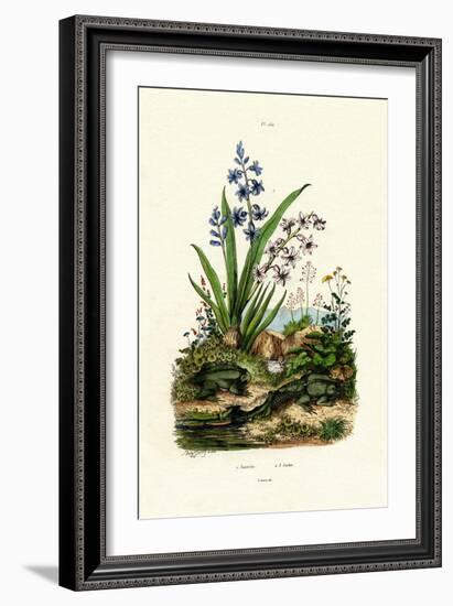 Hyacinth Flower, 1833-39-null-Framed Giclee Print