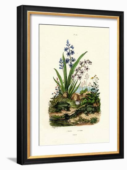 Hyacinth Flower, 1833-39-null-Framed Giclee Print