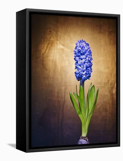 Hyacinth, Flower, Blossom, Plant, Still Life, Blue, Brown, Sepia, Bulb-Axel Killian-Framed Premier Image Canvas