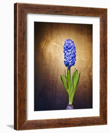 Hyacinth, Flower, Blossom, Plant, Still Life, Blue, Brown, Sepia, Bulb-Axel Killian-Framed Photographic Print