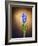 Hyacinth, Flower, Blossom, Plant, Still Life, Blue, Brown, Sepia, Bulb-Axel Killian-Framed Photographic Print