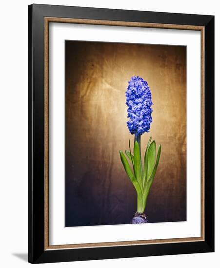 Hyacinth, Flower, Blossom, Plant, Still Life, Blue, Brown, Sepia, Bulb-Axel Killian-Framed Photographic Print