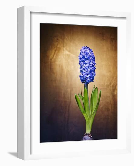 Hyacinth, Flower, Blossom, Plant, Still Life, Blue, Brown, Sepia, Bulb-Axel Killian-Framed Photographic Print