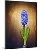 Hyacinth, Flower, Blossom, Plant, Still Life, Blue, Brown, Sepia, Bulb-Axel Killian-Mounted Photographic Print
